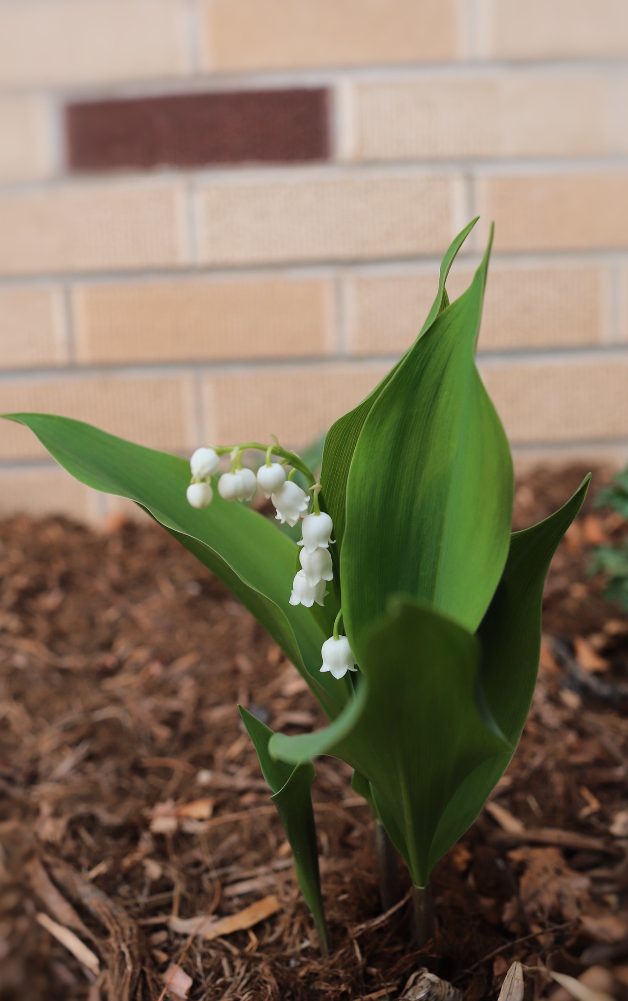 Lily of the Valley