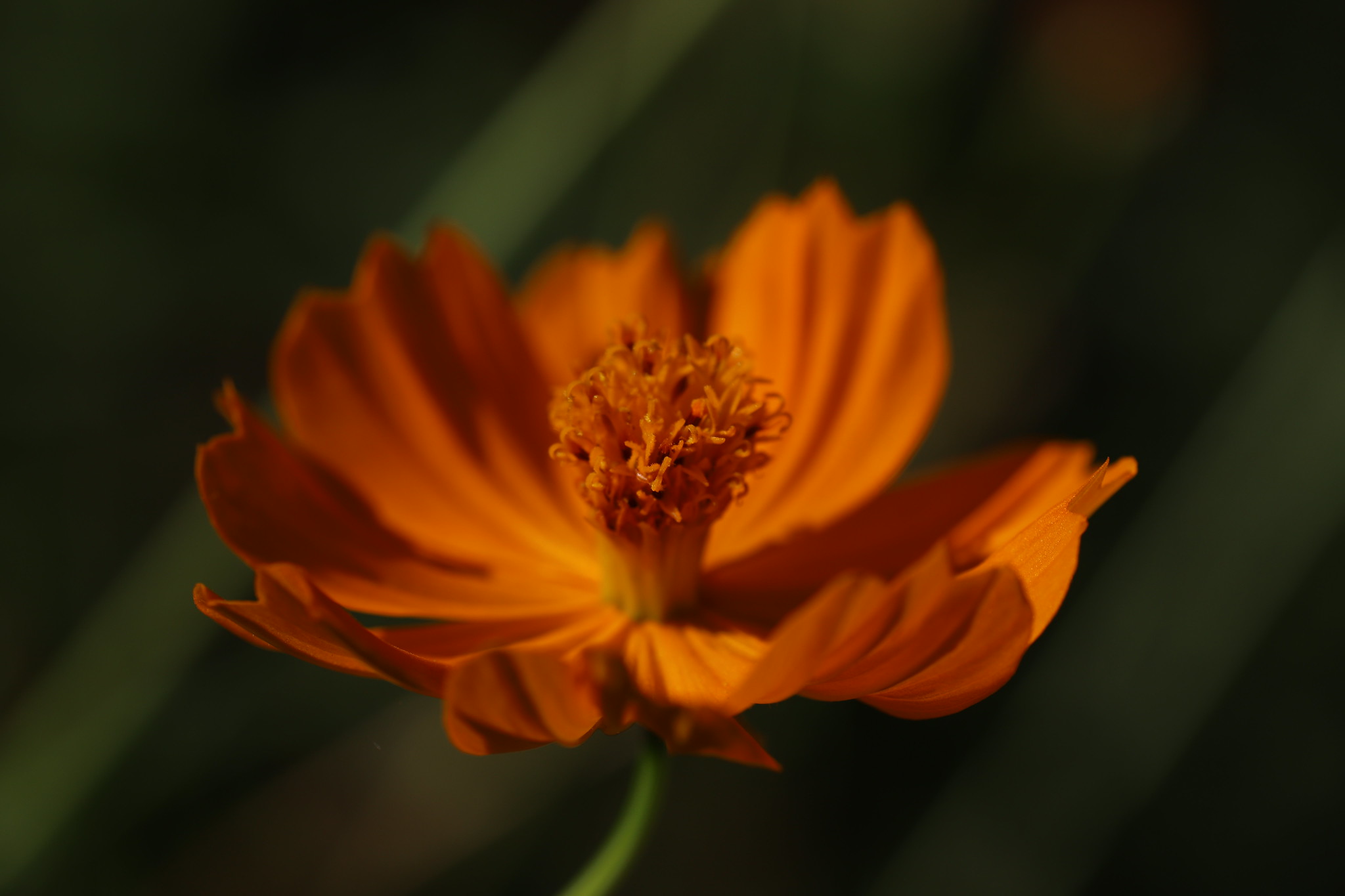 Cosmos