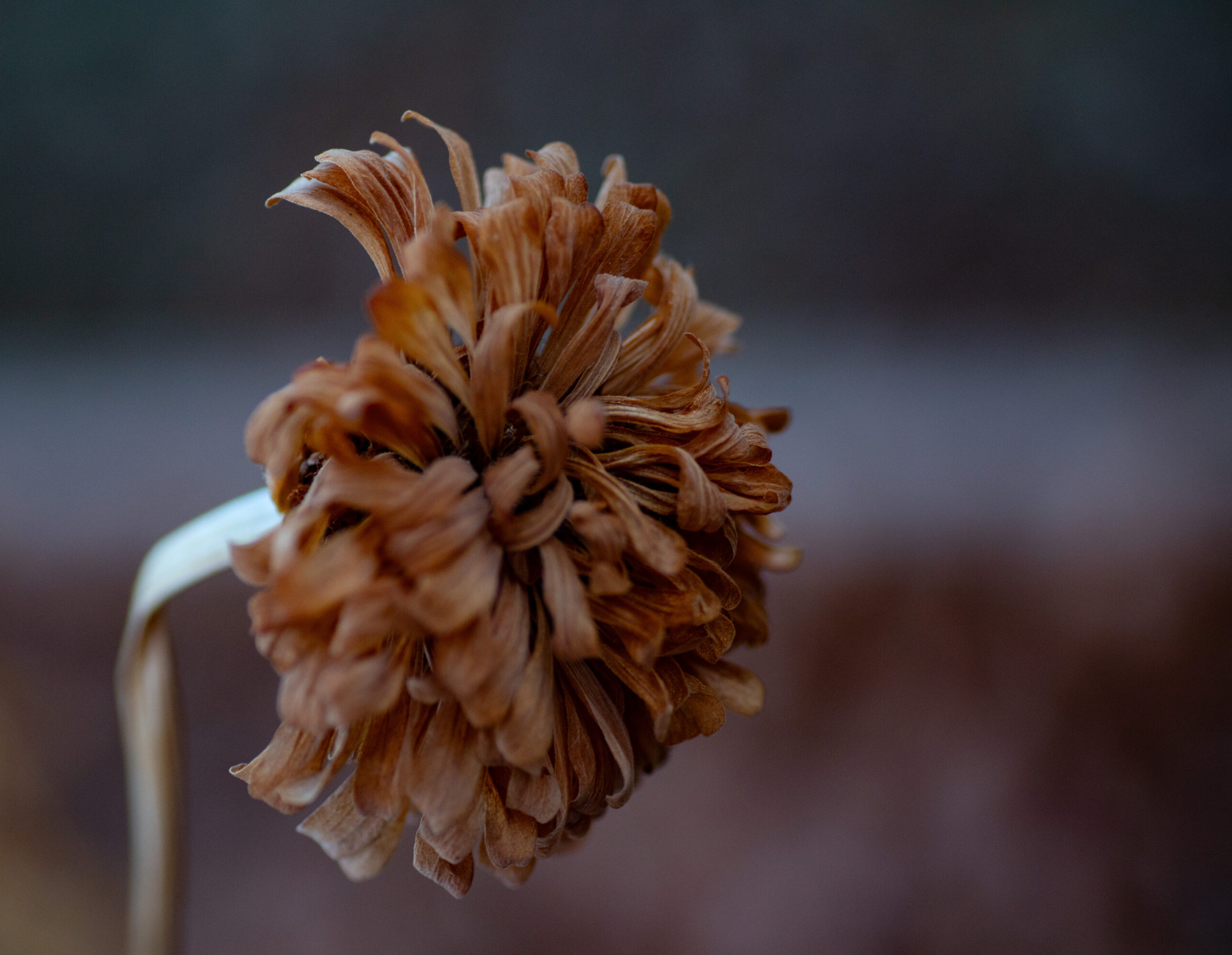 Delicate